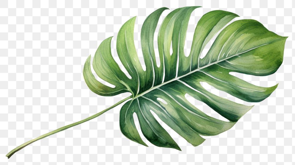 PNG Plant leaf freshness nature. AI generated Image by rawpixel.