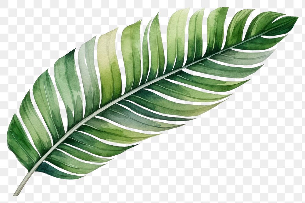 PNG Plant leaf freshness pattern