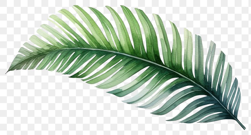 PNG Plant leaf freshness pattern