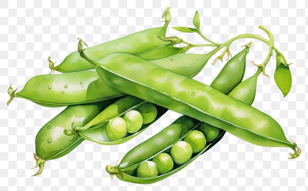 PNG Vegetable plant food pea. AI generated Image by rawpixel.