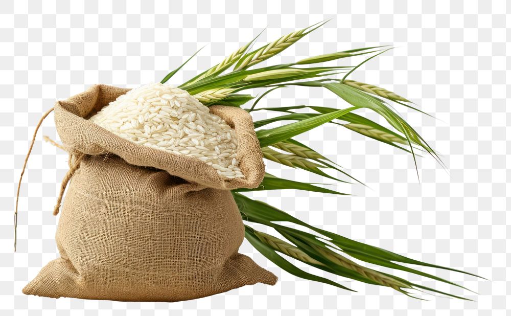 PNG Sack plant crop rice