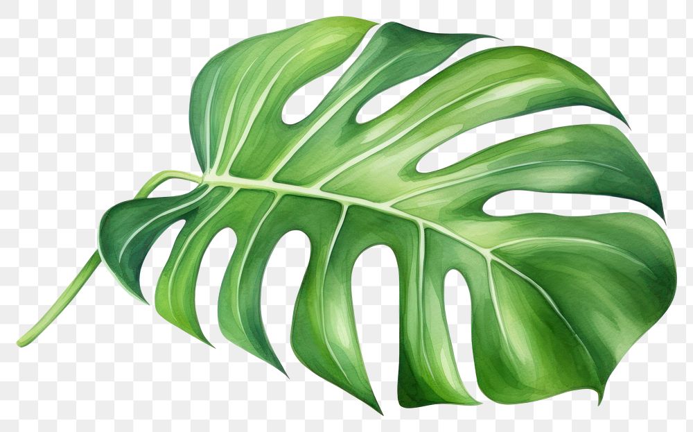 PNG Plant leaf xanthosoma freshness. 