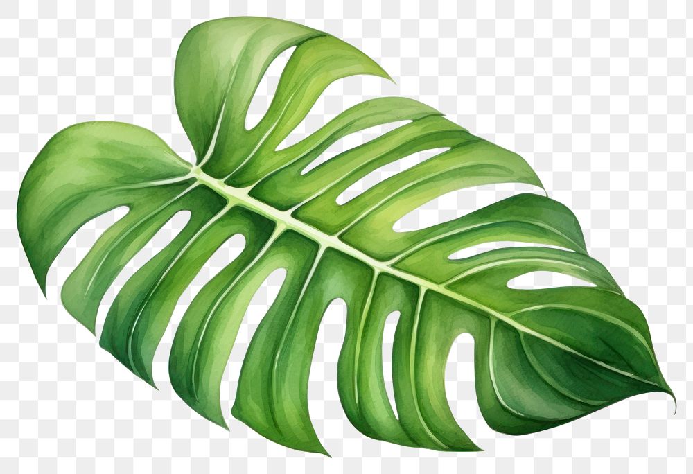 PNG Leaf plant freshness. 