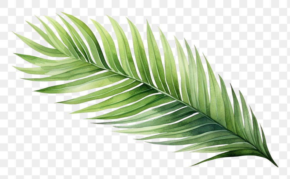 PNG Leaf plant tree  