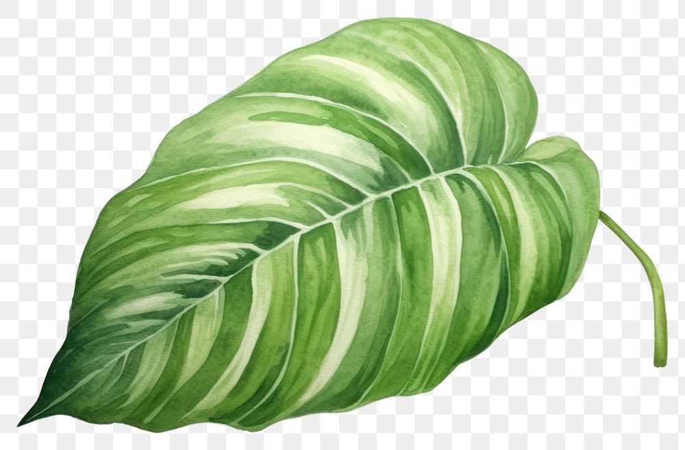 PNG Leaf plant transparent background xanthosoma. 