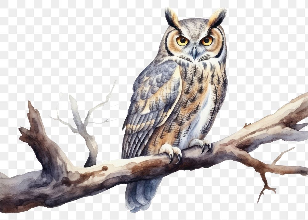 PNG Owl animal bird wildlife transparent background
