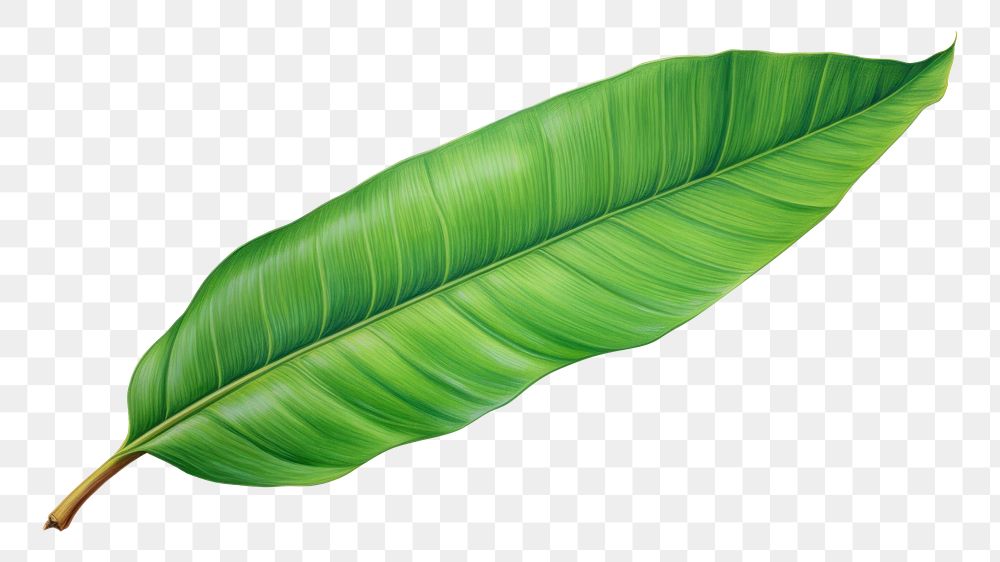 PNG  Plant leaf freshness nature. AI generated Image by rawpixel.