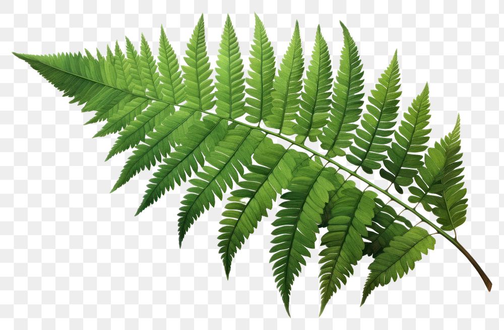 PNG  Plant fern leaf freshness. AI generated Image by rawpixel.