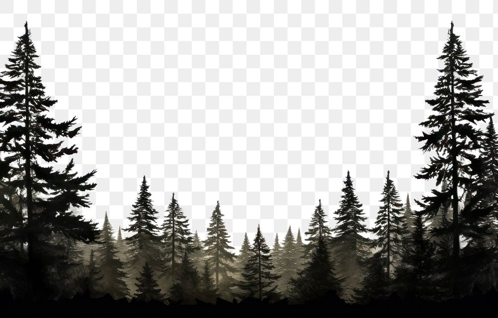 PNG Tree silhouette spruce plant transparent background