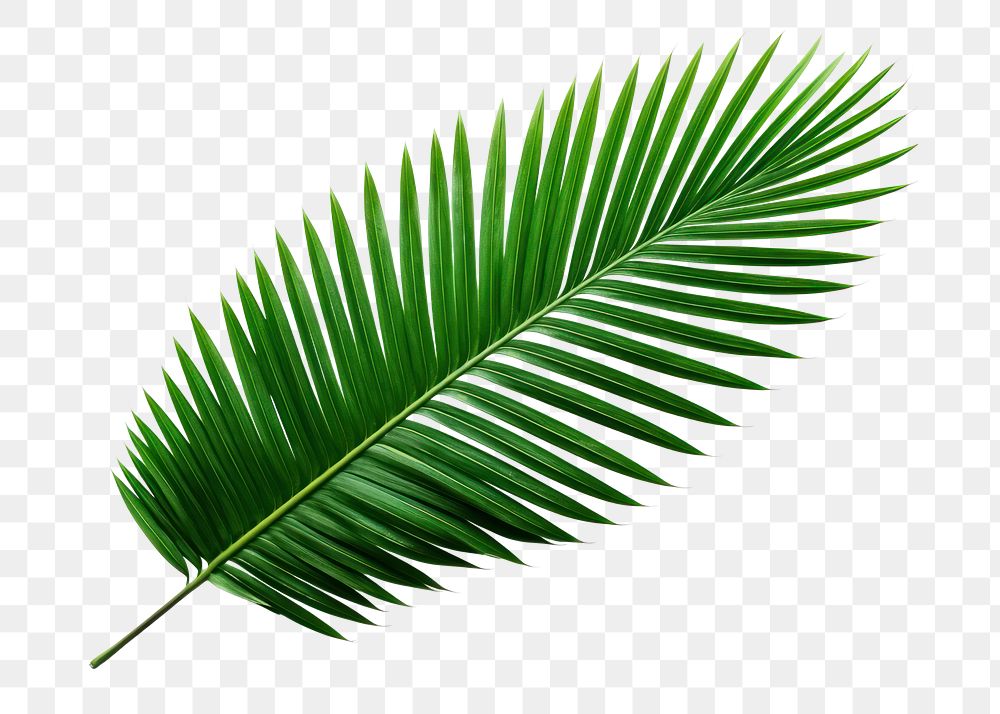 PNG Plant green leaf tree. 