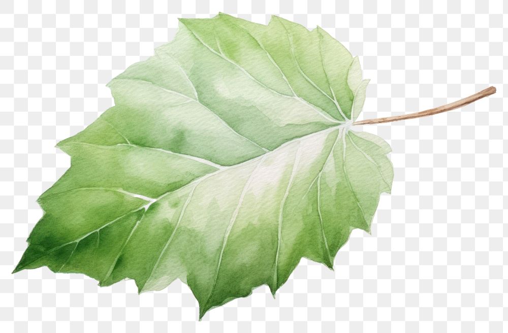 PNG Leaf plant tree transparent background. 