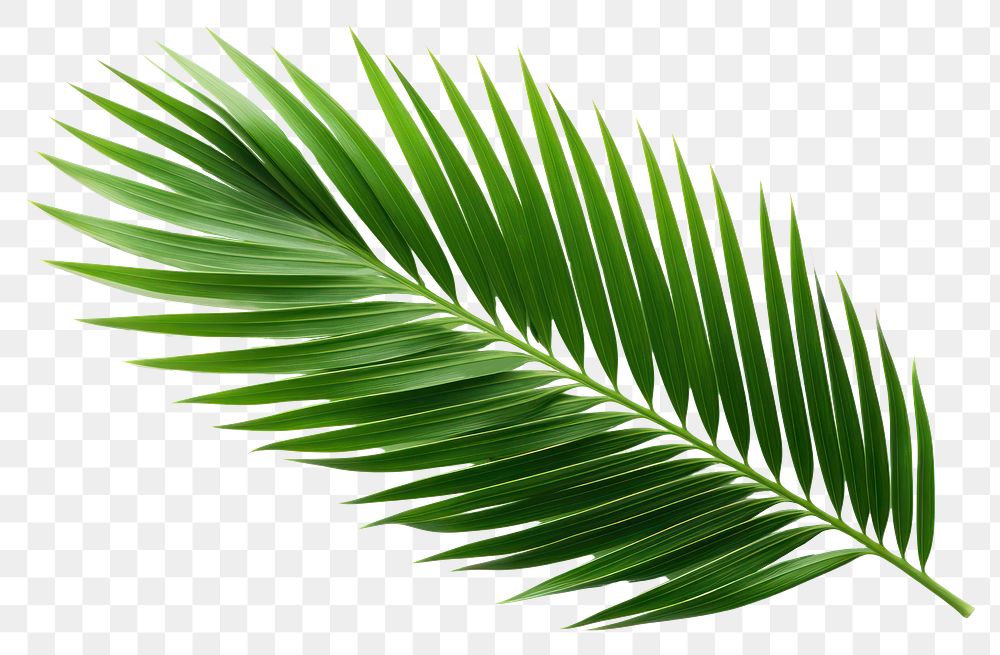 PNG  Plant green leaf tree. AI generated Image by rawpixel.