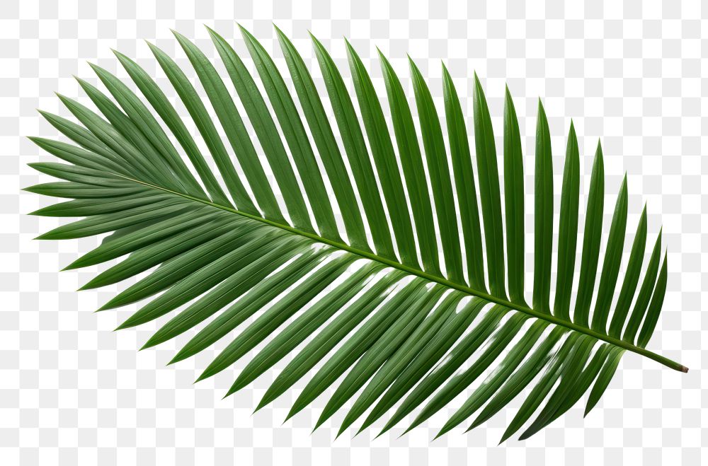 PNG Leaf plant tree white background. AI generated Image by rawpixel.