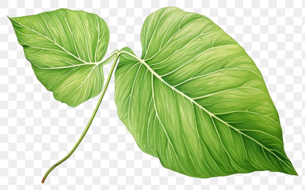 PNG Plant green leaf transparent background