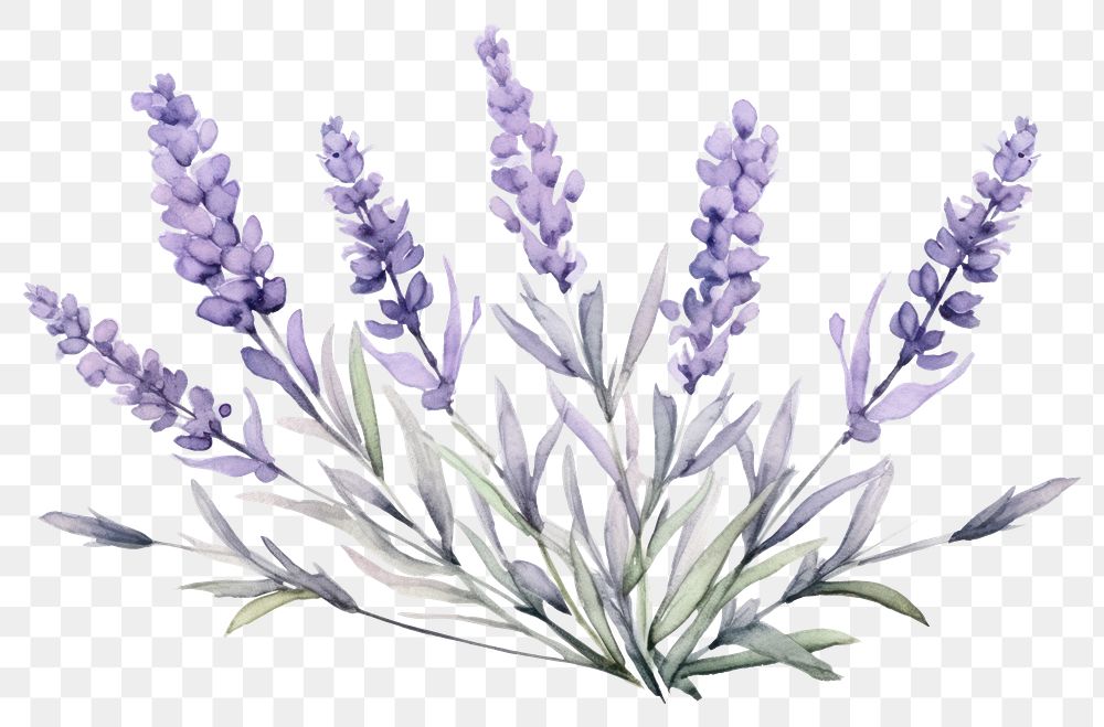 PNG Lavender blossom flower plant. | Premium PNG - rawpixel