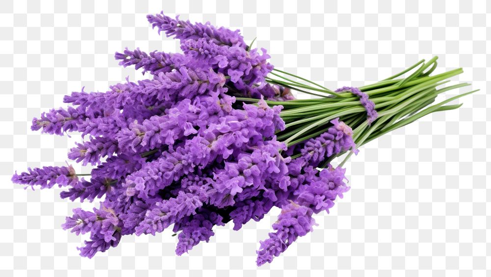 PNG Lavender blossom flower plant. AI generated Image by rawpixel.
