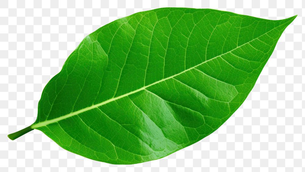 PNG Leaf plant green freshness. 