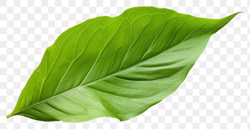 PNG Leaf plant transparent background xanthosoma