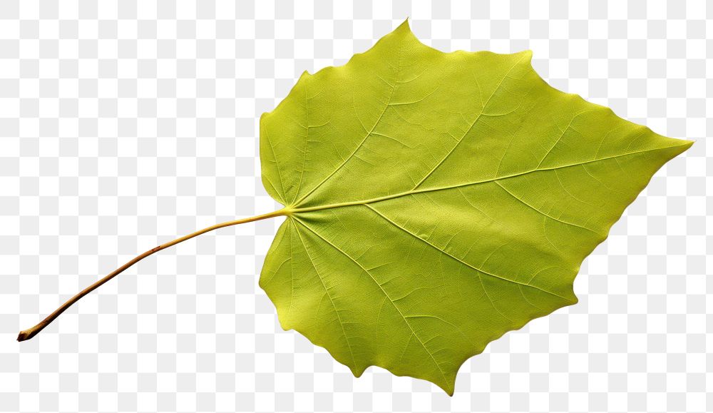 PNG Leaf plant tree transparent background. AI generated Image by rawpixel.