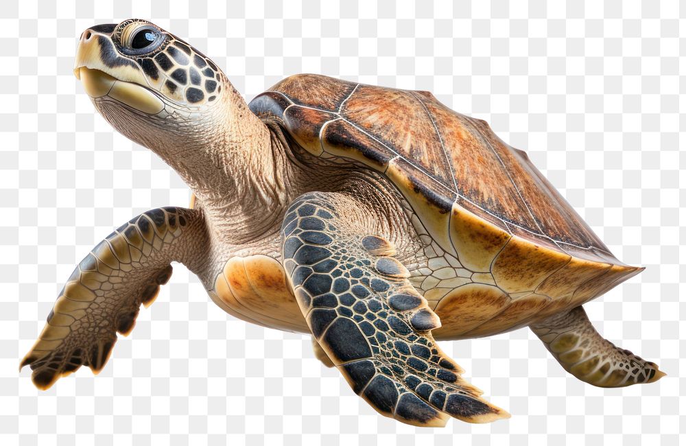 PNG Reptile animal turtle transparent background