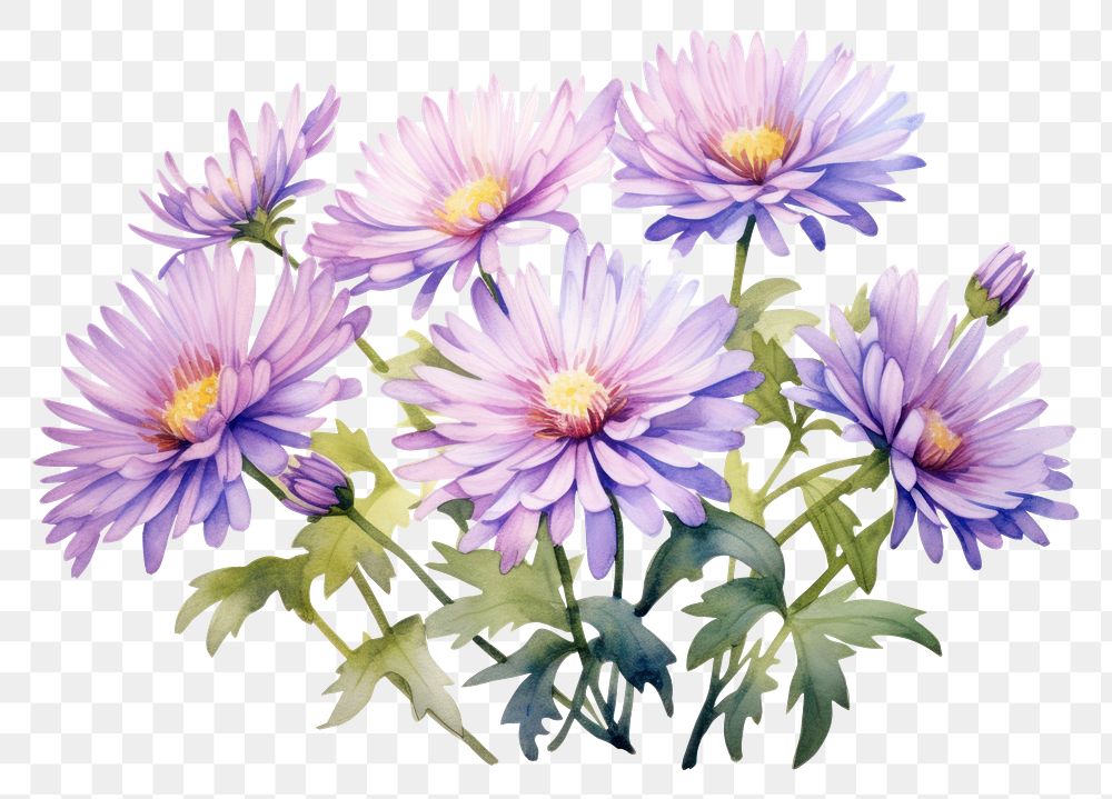 PNG Aster blossom flower plant. 