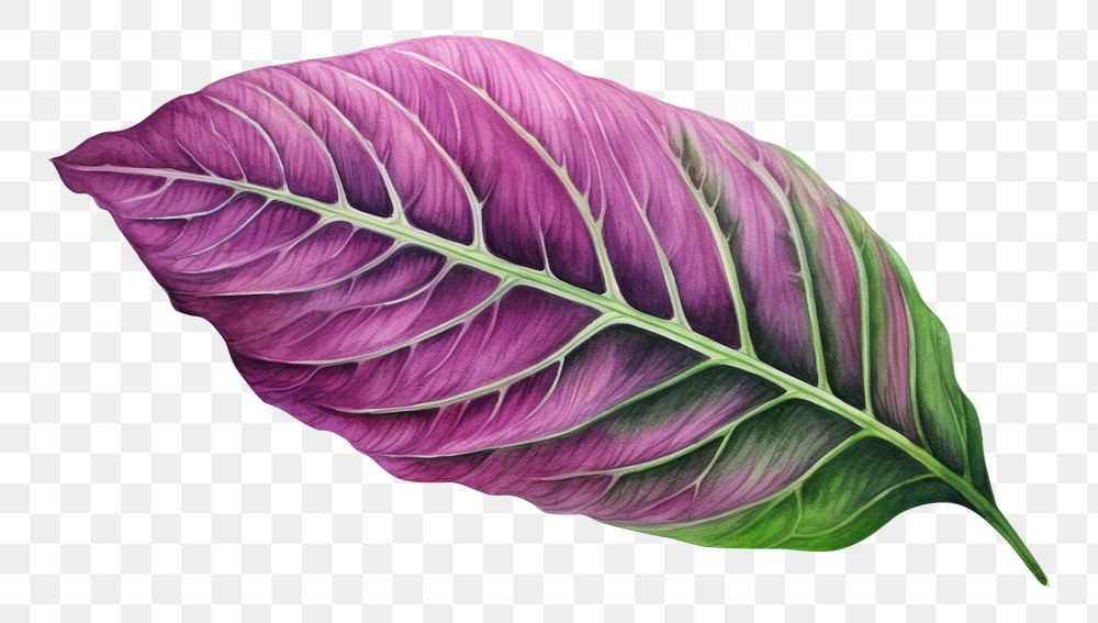 PNG Leaf purple plant petal. AI generated Image by rawpixel.
