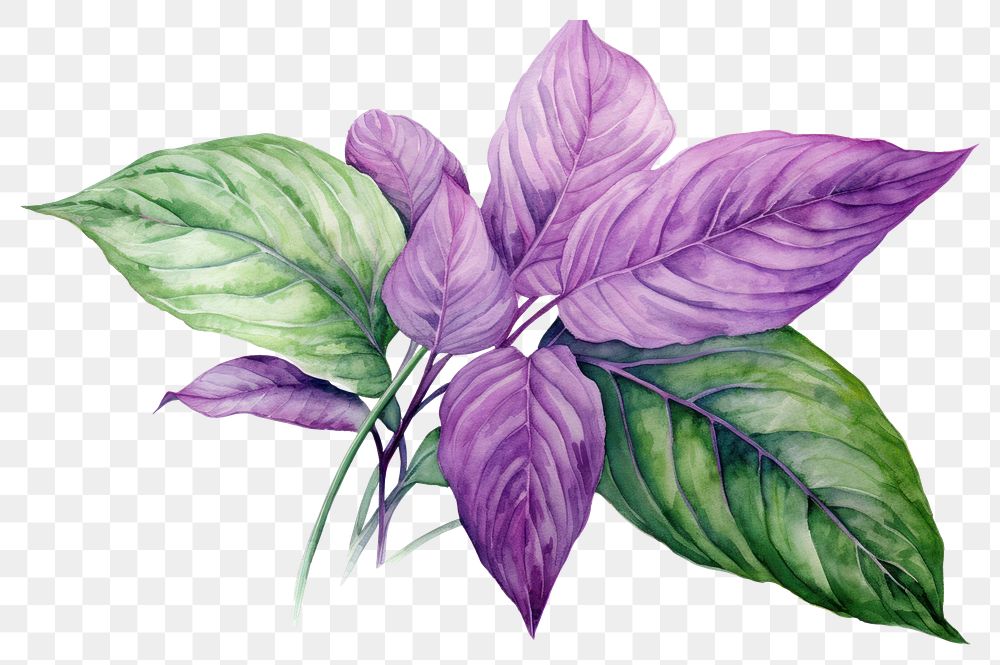 PNG Leaf drawing flower purple. AI generated Image by rawpixel.