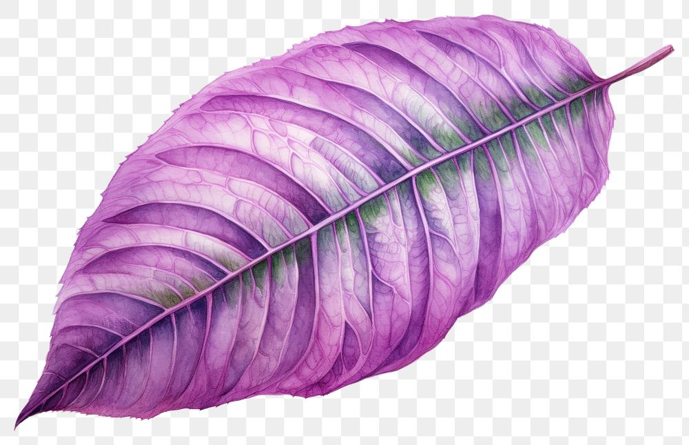 PNG Leaf purple plant freshness. AI generated Image by rawpixel.