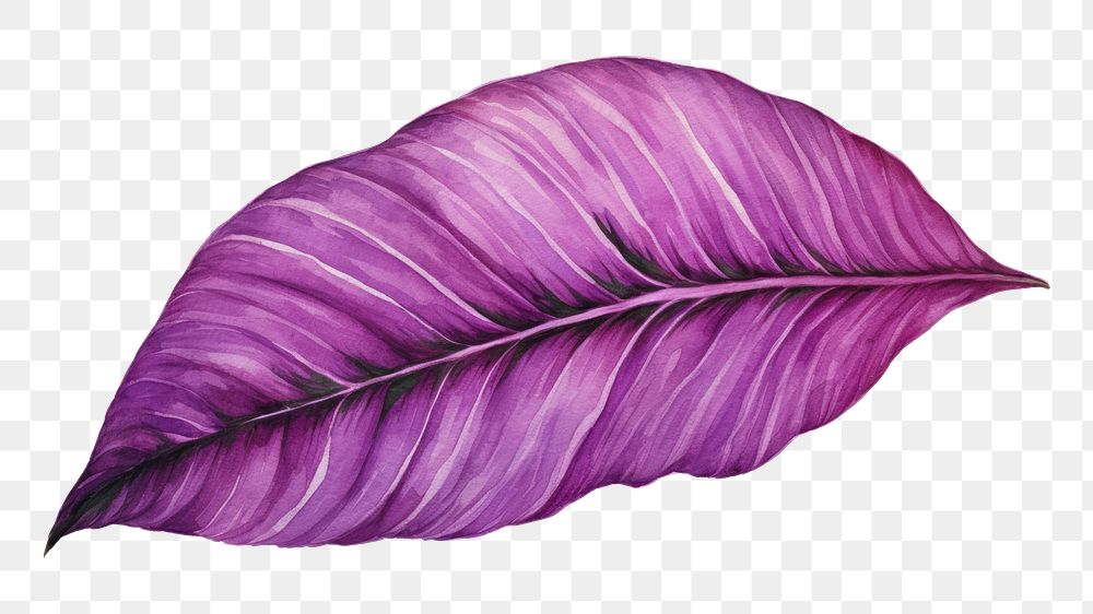 PNG Leaf purple petal plant. AI generated Image by rawpixel.