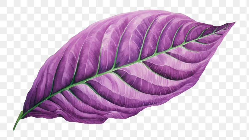 PNG Leaf purple plant freshness. 