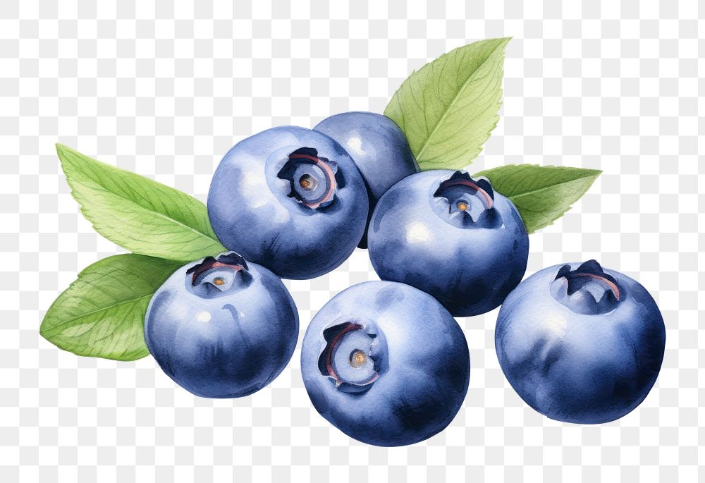 PNG Blueberry fruit plant food. 