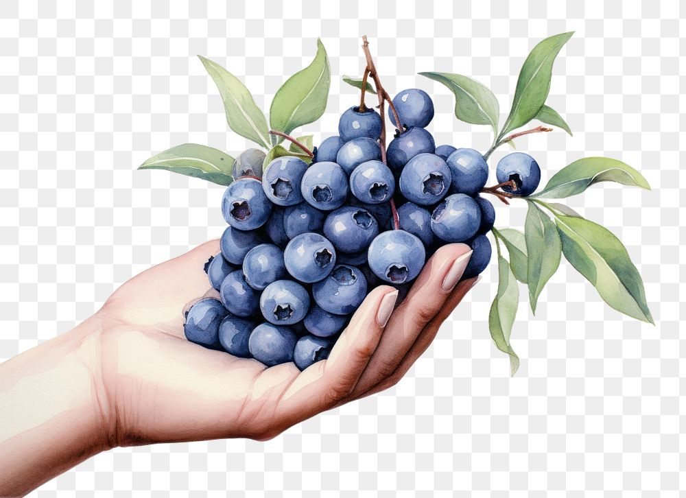 PNG Blueberry fruit plant food. AI generated Image by rawpixel.