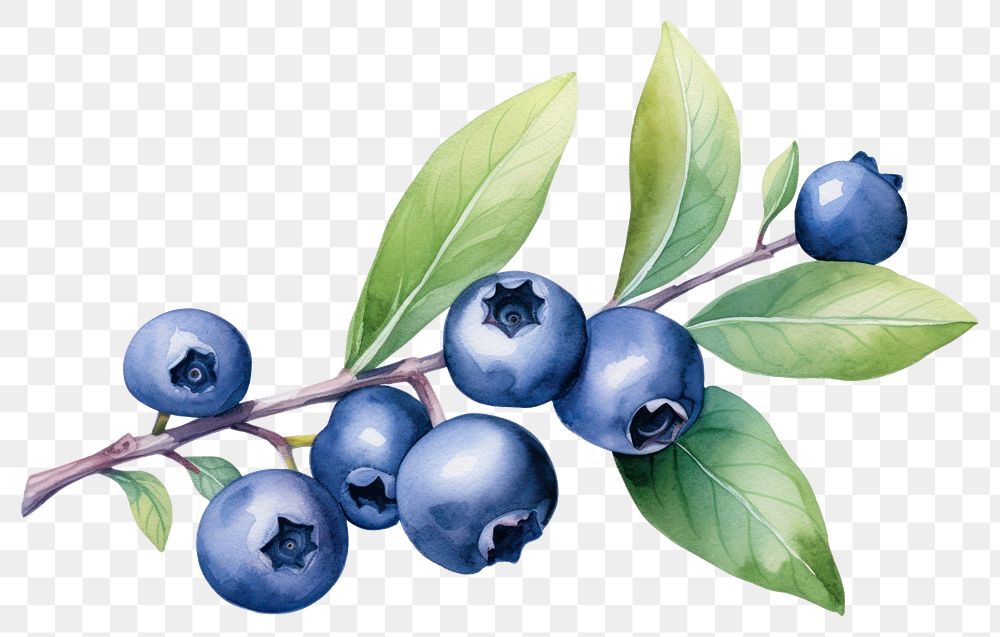 PNG Blueberry fruit plant food. AI generated Image by rawpixel.