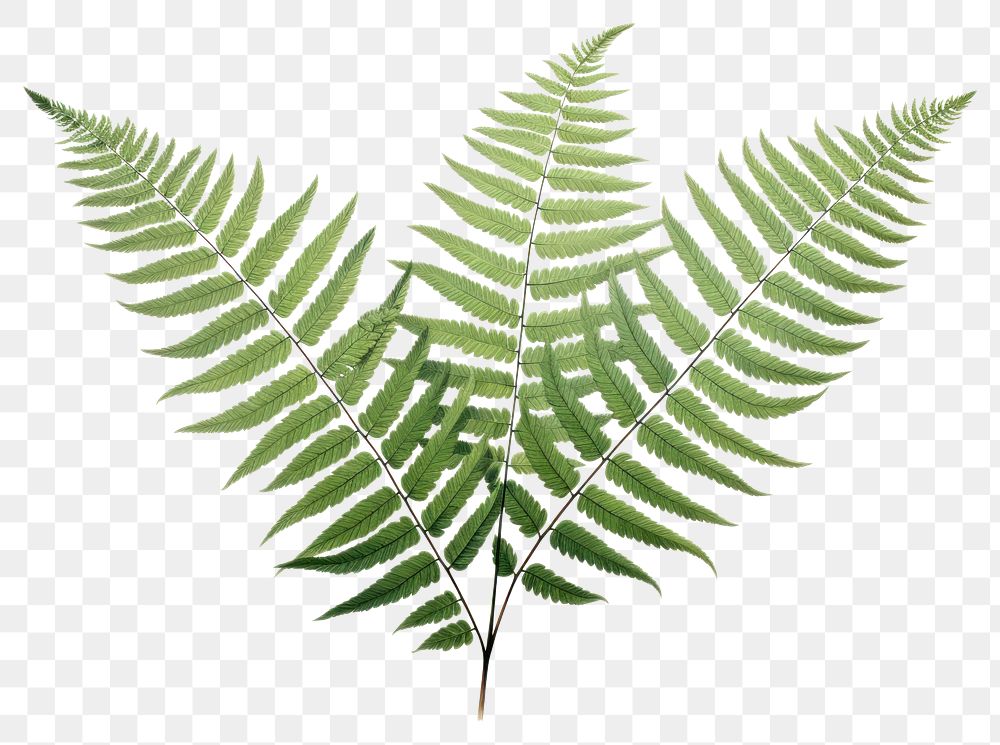 PNG Fern plant leaf  