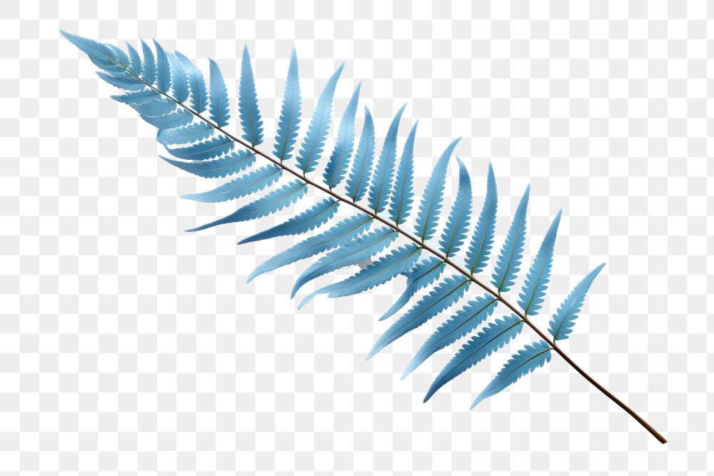 PNG Plant leaf blue fern. AI generated Image by rawpixel.