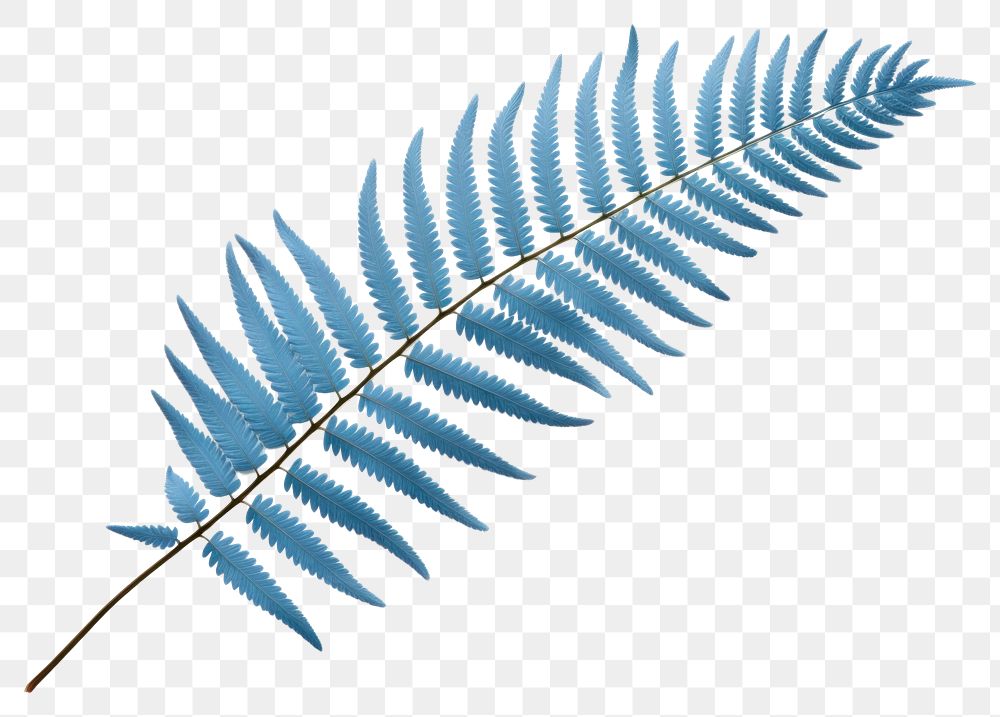 PNG Fern plant leaf blue. AI generated Image by rawpixel.