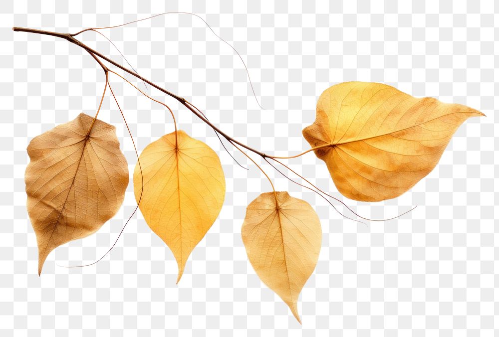 PNG Plant leaf tree fragility. 