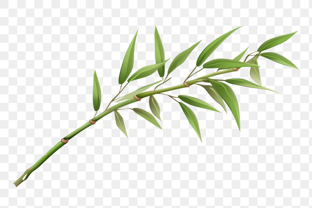 PNG Bamboo plant leaf white background