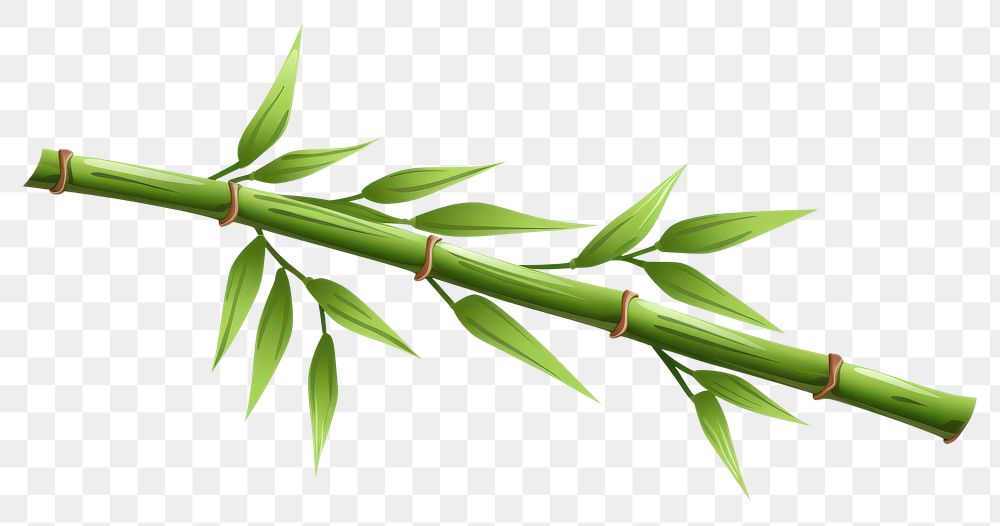 PNG Bamboo plant white background freshness. AI generated Image by rawpixel.