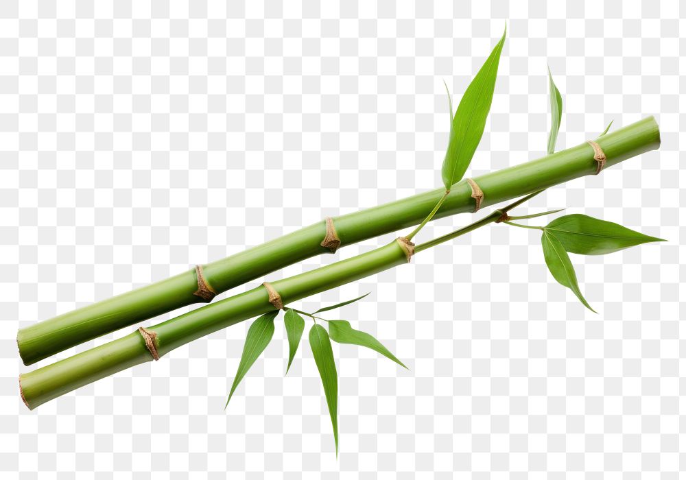 PNG Bamboo plant white background freshness. 