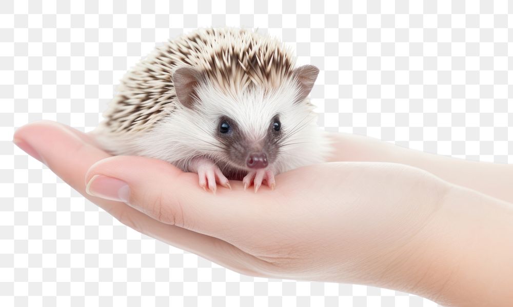 PNG Hedgehog holding animal mammal. AI generated Image by rawpixel.
