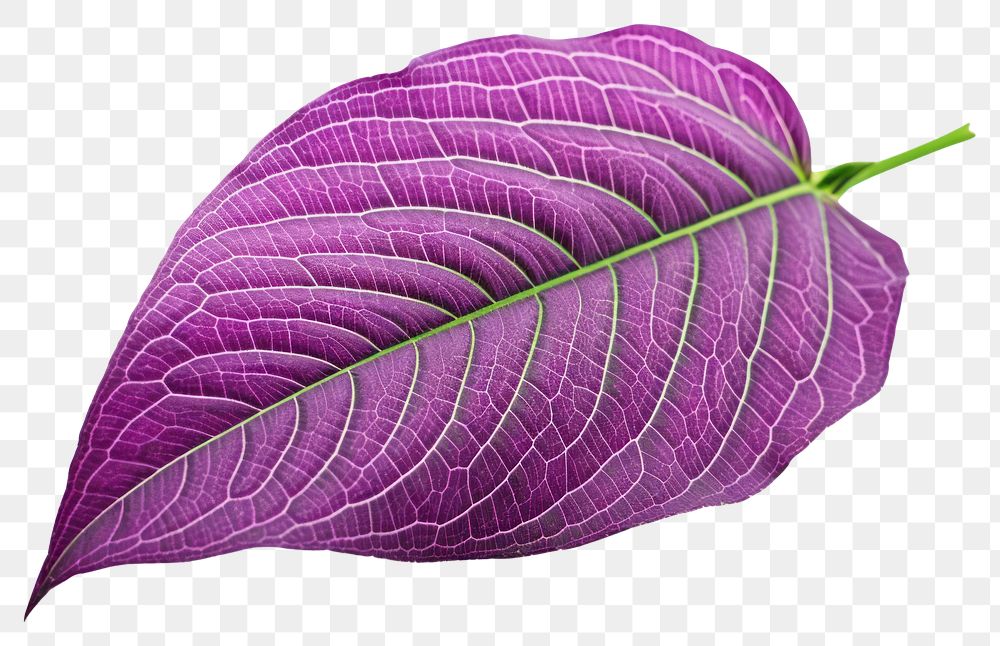 PNG Leaf purple plant petal. AI generated Image by rawpixel.