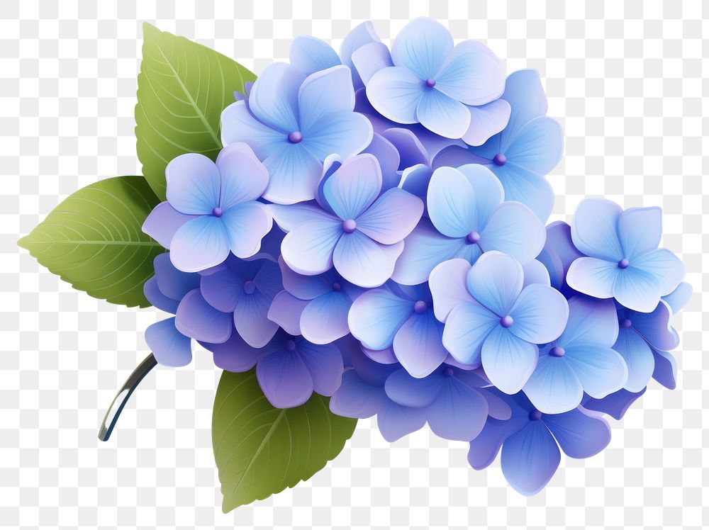 PNG Hydrangea flower plant lilac. AI generated Image by rawpixel.