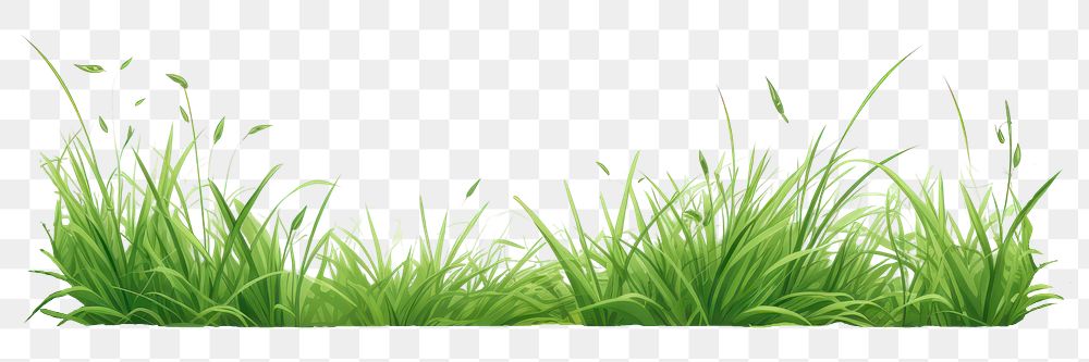 Grass plant green lawn.