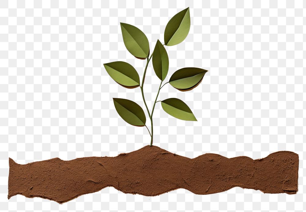 PNG Plant soil leaf branch. 