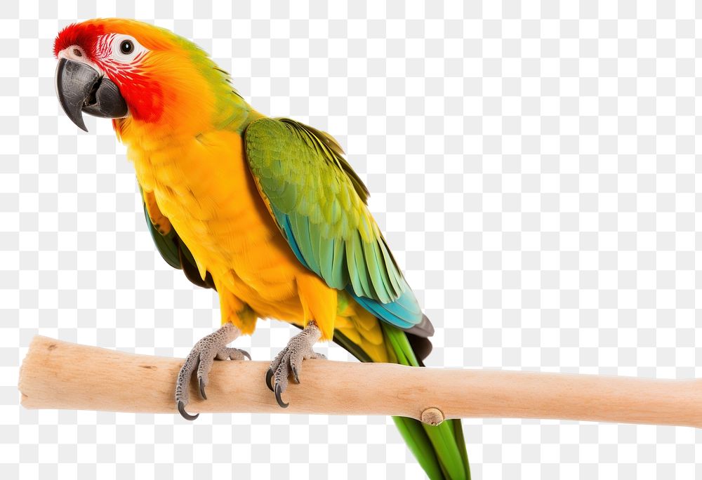 PNG Parrot animal bird transparent background