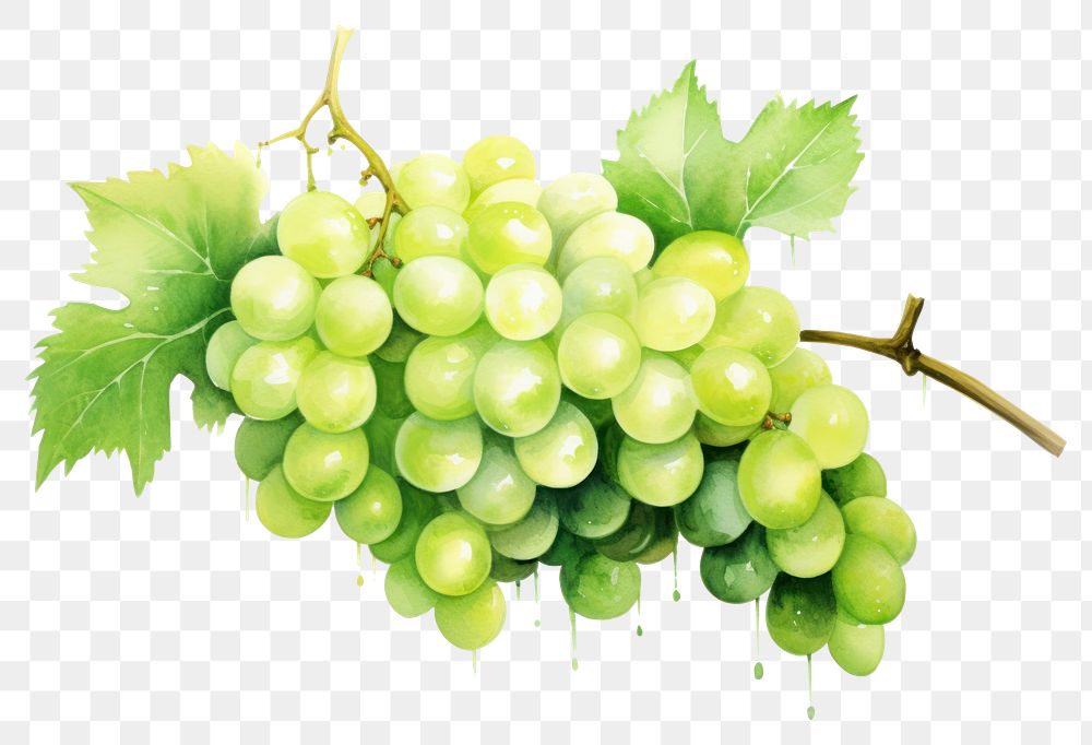 PNG Grapes fruit plant green transparent background