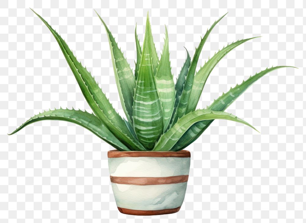 PNG Plant aloe xanthorrhoeaceae transparent background. AI generated Image by rawpixel.