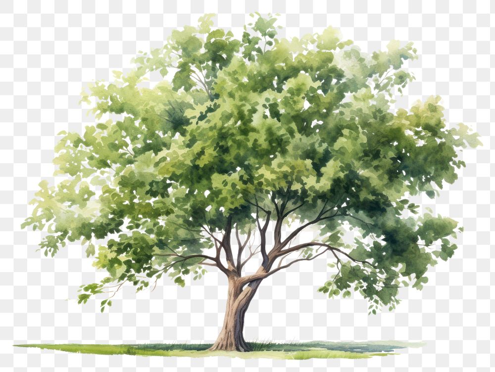 PNG Tree plant transparent background tranquility. 