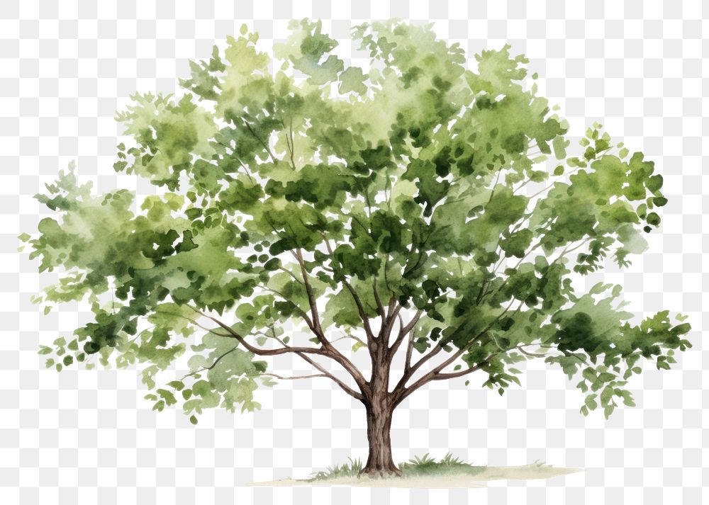 PNG Tree plant transparent background tranquility. .